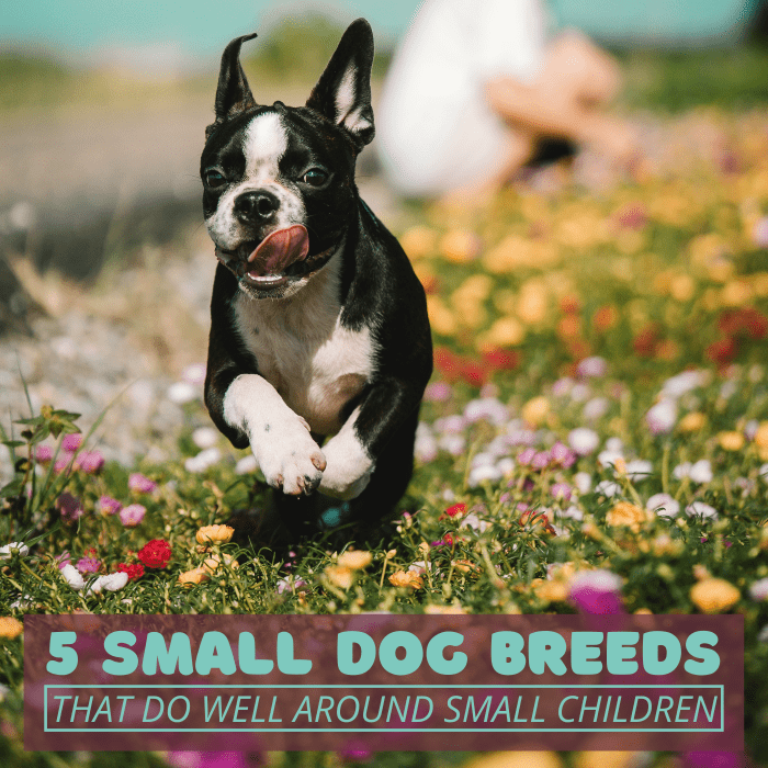The Boston Terrier is one of the top five small dog breeds I would recommend to families with toddlers or young children.