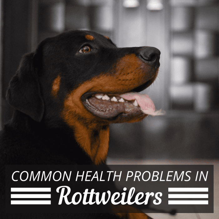 Rottweilers are prone to a number of health issues, so it's important that they see a vet consistently.