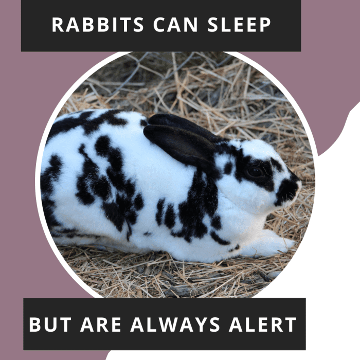 Why Rabbits Grind Their Teeth and Breathe Heavily During Sleep PetHelpful