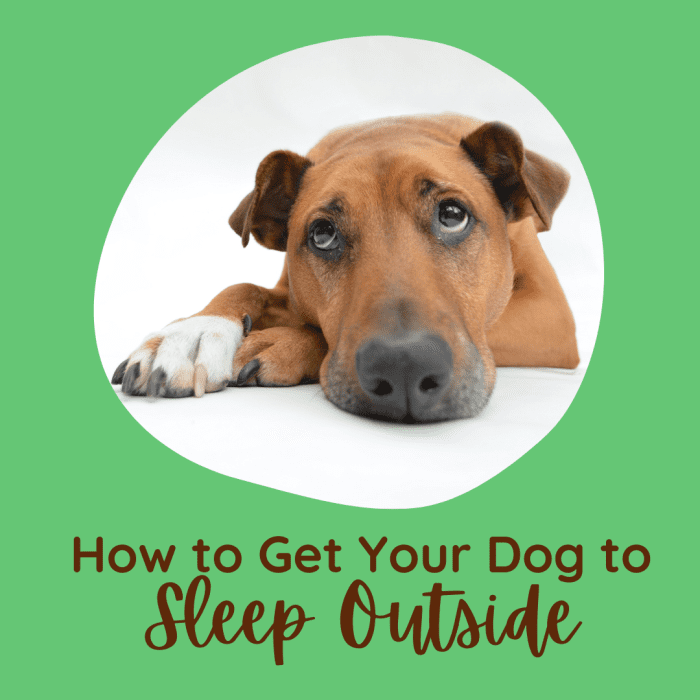 Приучите собаку спать на улице