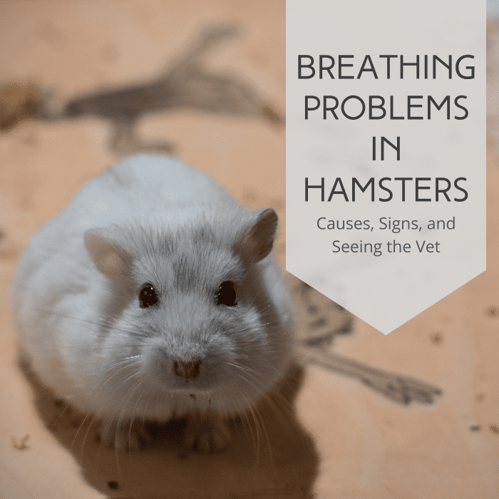 Review the signs of respiratory infection in hamsters, and learn what treatment your vet might prescribe.