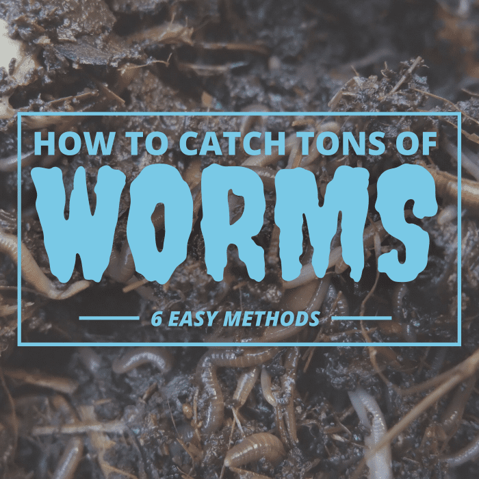 Whether you're looking to save money on fish bait or collect worms to farm or sell, the methods discussed here can help you get started.