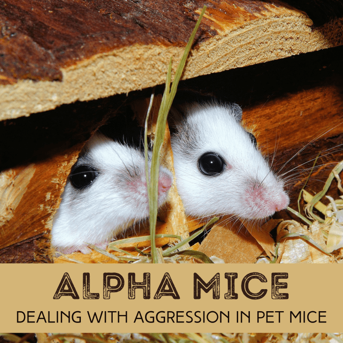 Learn about dominance in mice, and get advice about what kind of fighting is normal—and what to do when it goes too far.