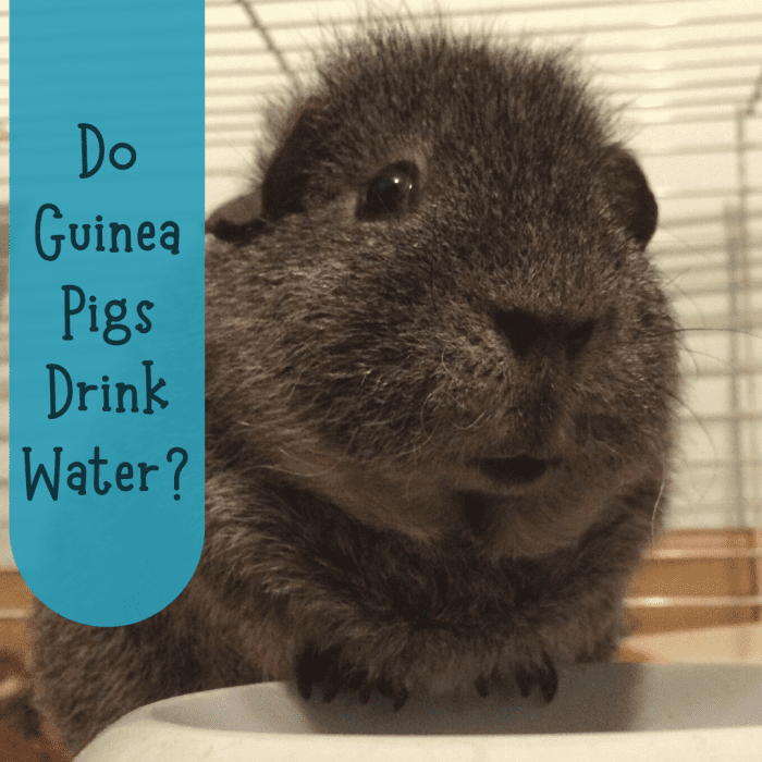 Why Isn't My Guinea Pig Drinking Water? PetHelpful