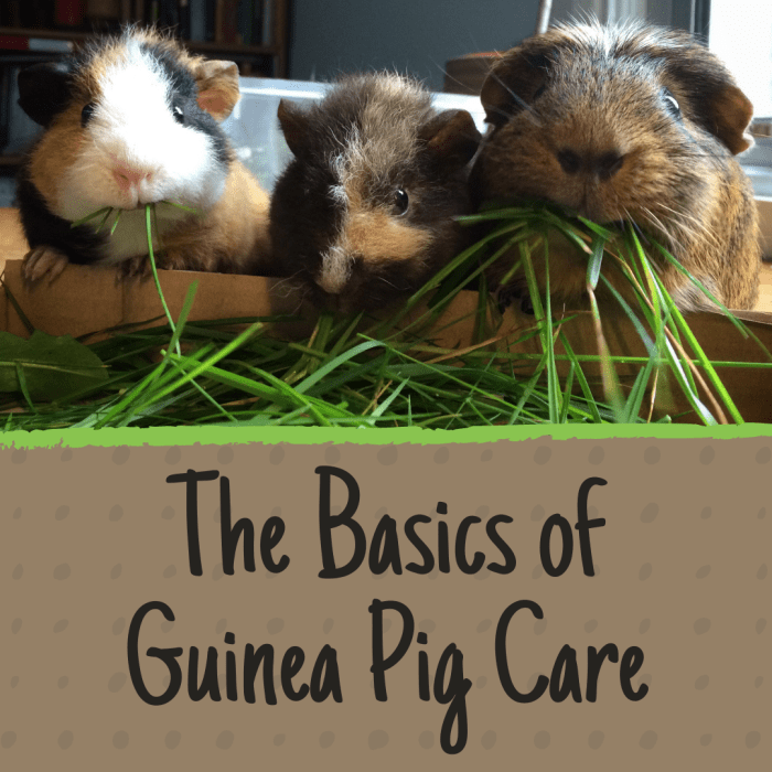 Are you an aspiring guinea pig owner? Find out what you need to know before bringing your new pets home.
