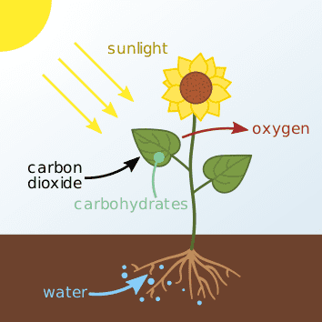 Here's a simple diagram that shows the process of photosynthesis. Water (carrying nutrients) travels up the roots of a plant and interacts with other elements to produce sugars (food). Oxygen is left over, which the plant breathes out.