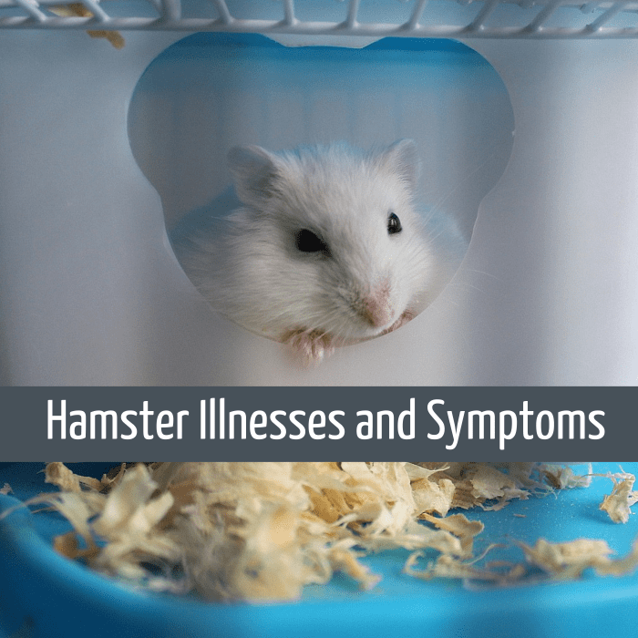 Is My Hamster Sick? Symptoms of Illness or Poor Health PetHelpful