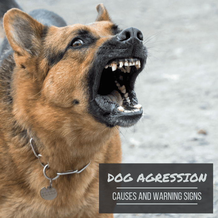 Do you know the warning signs of an aggressive or dangerous dog? Learn all about the warning signs in this article.