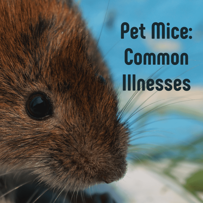 Did you know that human illnesses can affect mice too? Learn about the common illnesses that can afflict pet mice, from colds to tumors.