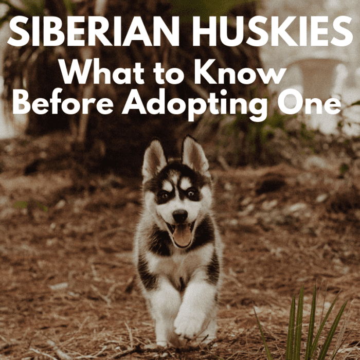 Huskies make great companions, but before taking the plunge, be sure you know what you are getting into.