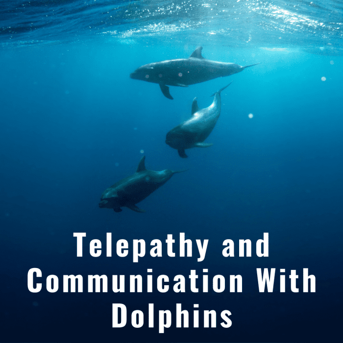 Read on to learn about a personal experience that led to my experimentation with telepathy and dolphins.