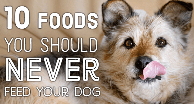 10 Things Not to Feed Your Dog - PetHelpful