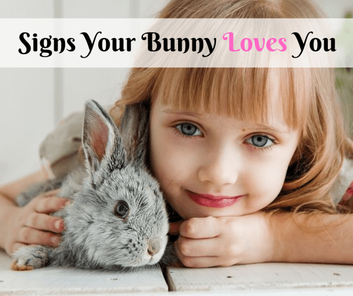 Bunnies can be quiet animals that are hard to read, but there are a few ways your pet rabbit can show you that they care about you.