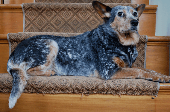 Look for signs of Cognitive Dysfunction Syndrome (CDS) in your senior dog if you notice certain changes in behavior.