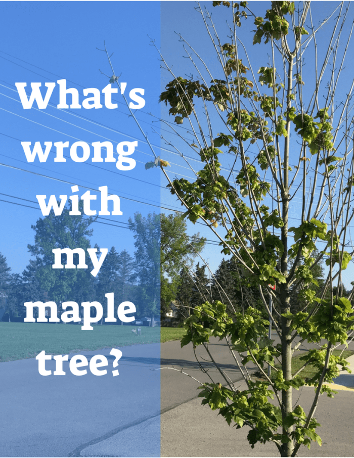 13 Common Maple Tree Problems and Diseases (With Pictures) - Dengarden