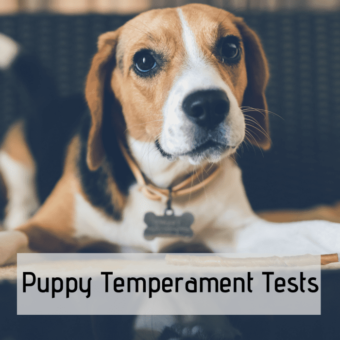 Looking to adopt a puppy or dog? A temperament test might be able to help you out with choosing, but it's not always the most accurate.