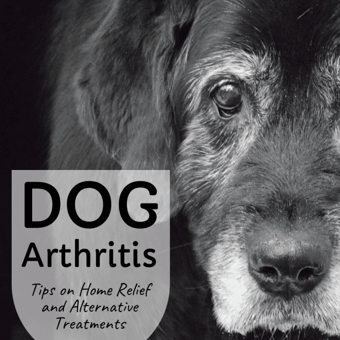 Learn how to help provide your dog with relief from arthritis, and discover some alternative treatment options to discuss with your vet.