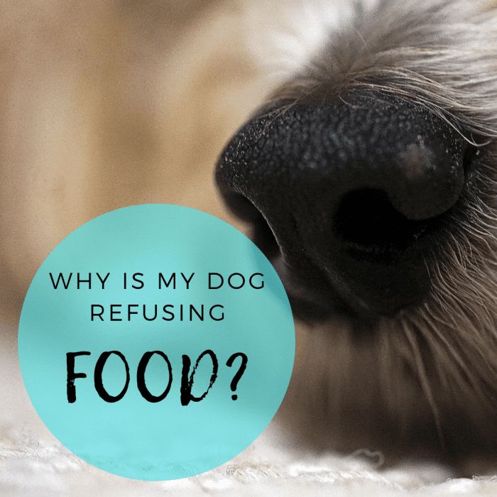 14 Reasons Why Dogs May Refuse Food PetHelpful