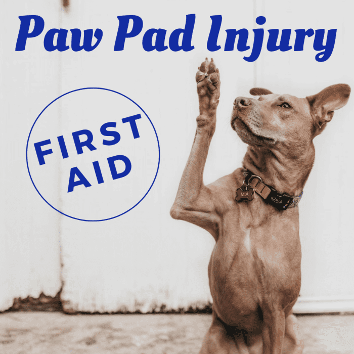 first-aid-how-to-treat-a-dog-s-paw-pad-injury-pethelpful