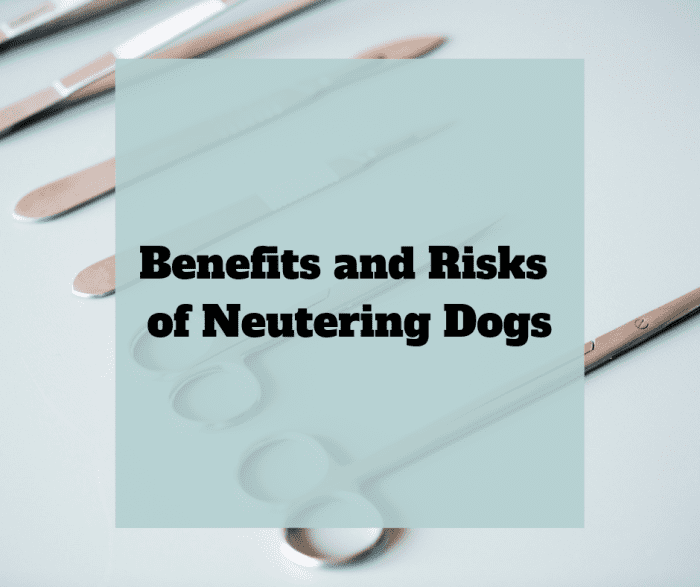 Every dog owner should learn about the pros and cons of neutering so they make an informed decision and the right choice for their pup.