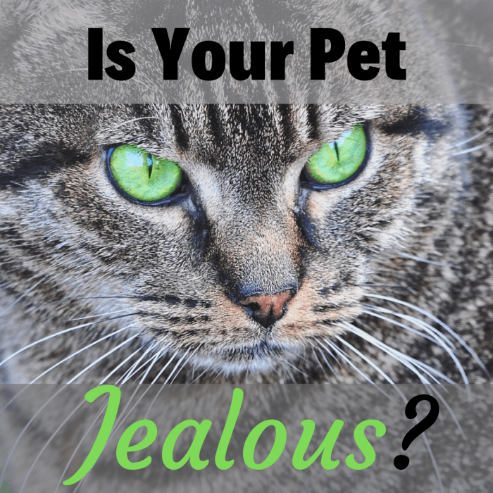 How to Recognize and Deal With a Jealous Dog or Cat PetHelpful