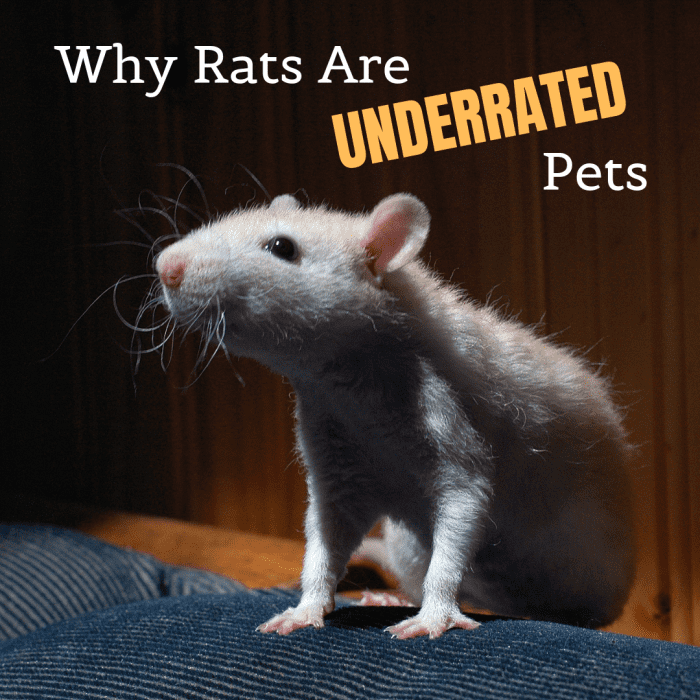 Why Rats Are the World's Smartest and Most Underrated Pets PetHelpful