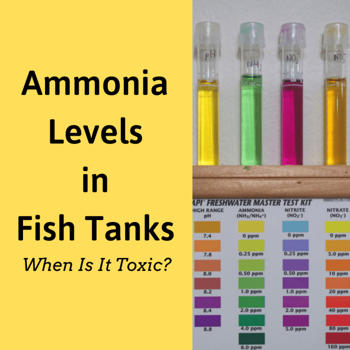 How Much Ammonia Is Toxic to Fish? (Ammonia Levels in Fish Tanks) PetHelpful