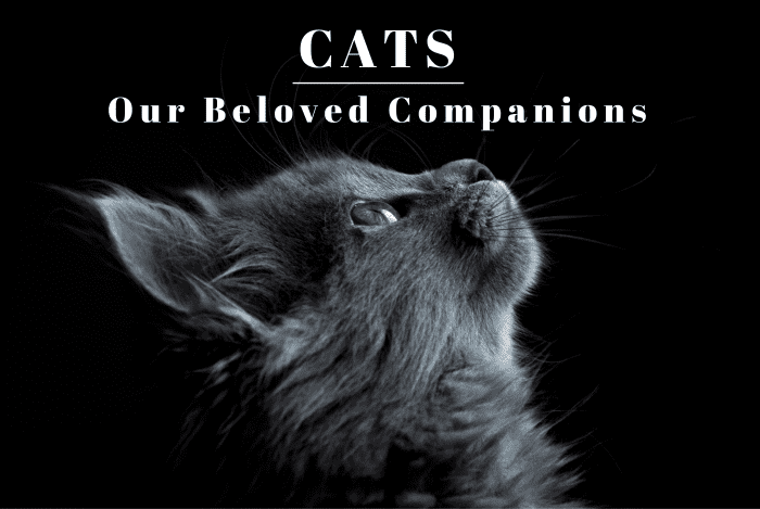 Cats have been by our side throughout the ages. Read on to learn more about these loyal creatures and how we can give our personal companions the best life possible.