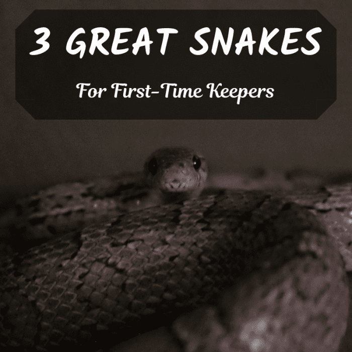 Snakes make fantastic pets, but some species are easier to care for than others. These three make great choices for beginners.