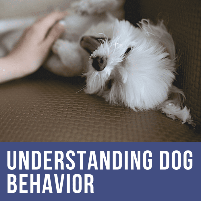 Understanding Dog Body Language and Calming Signals: How to Calm Your ...