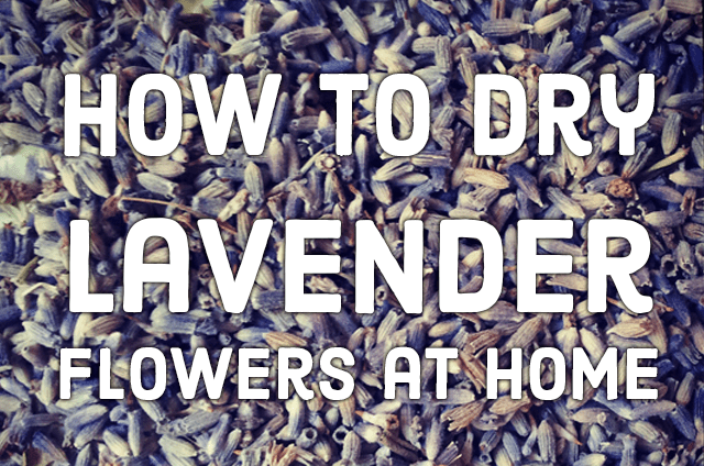 DIY Lavender Drying.