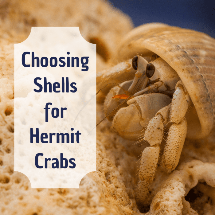 Learn how to measure, choose, and buy the correct shells for your hermit crabs, and discover more about how these crabs change their shells.