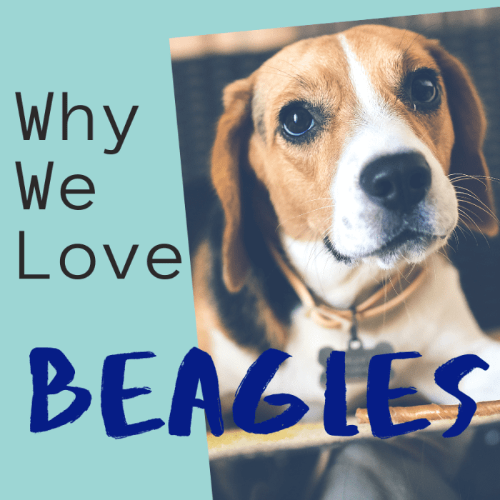5 Reasons Why Beagles Are Perfect PetHelpful