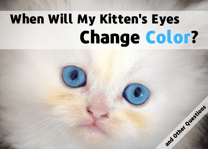 Get answers to commonly asked questions about kittens, such as when their eyes change color and when they can be separated from their mother.