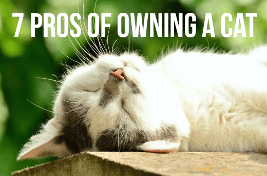 Owning a pet cat does come with some responsibilities and challenges, this article lists the main positives of having a furry feline friend.
