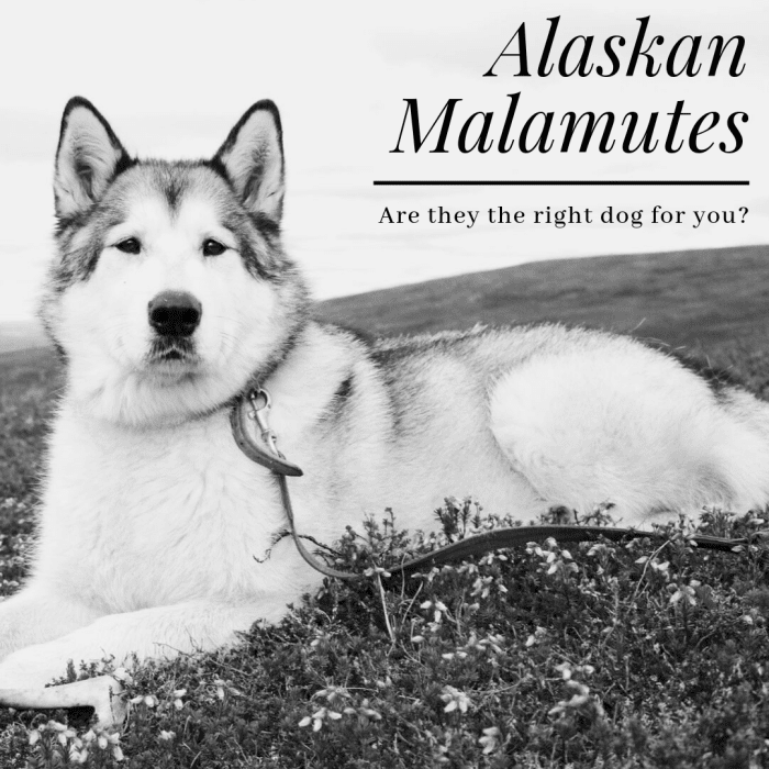 If you've ever wondered if you're up to the daunting task of owning and care for an Alaskan Malamute, then this guide is for you.