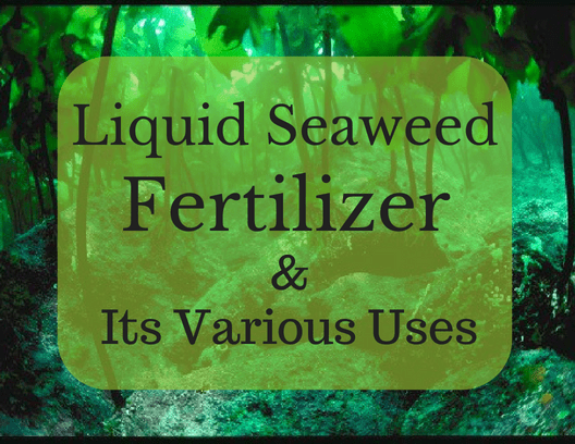 Liquid seaweed fertilizer is organic and sustainable and provides a vast array of nutrients that can help all kinds of plant life.