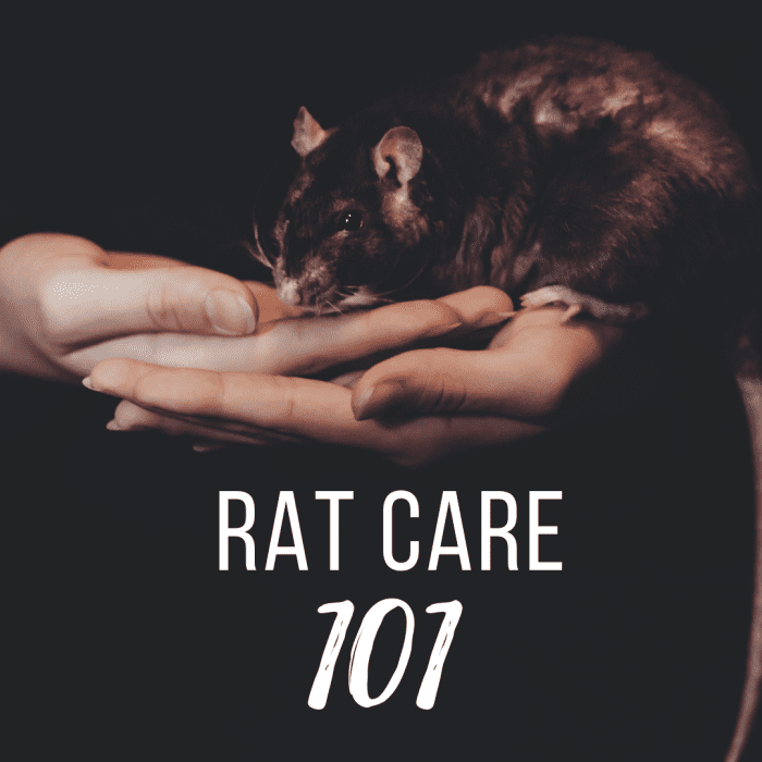 What do rats need in their cage, what should you feed them, and how much water should they get? Everything you need to know about pet rats.
