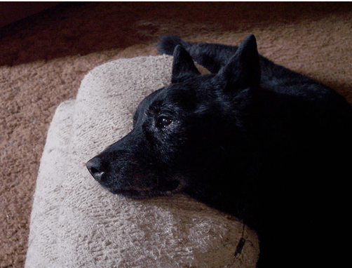 Many view euthanasia as a humane way of putting a dog "to sleep" when their quality of life is fairly low.