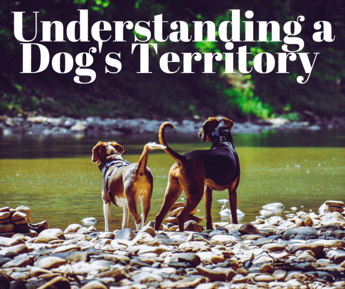 Understanding Dog Territorial Marking PetHelpful