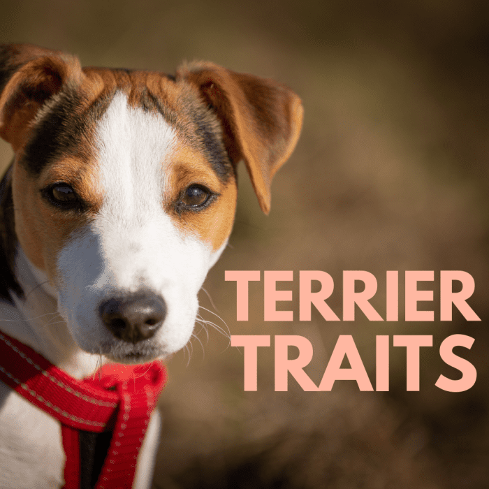 If you think terrier dogs are ordinary, then think again: terriers are dogs that need special toys and training.