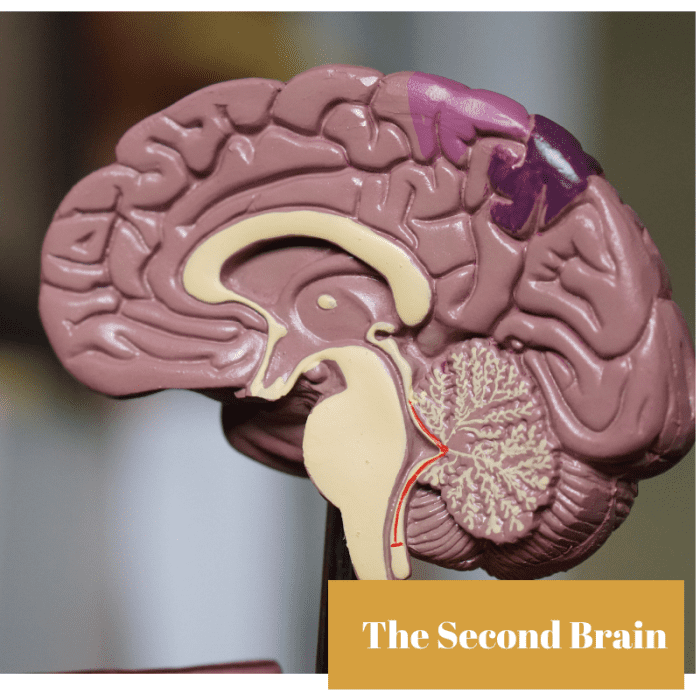 Is it true that the heart has its own brain? A network of neurotransmitters in our heart and gut may meet the standards for brain activity.