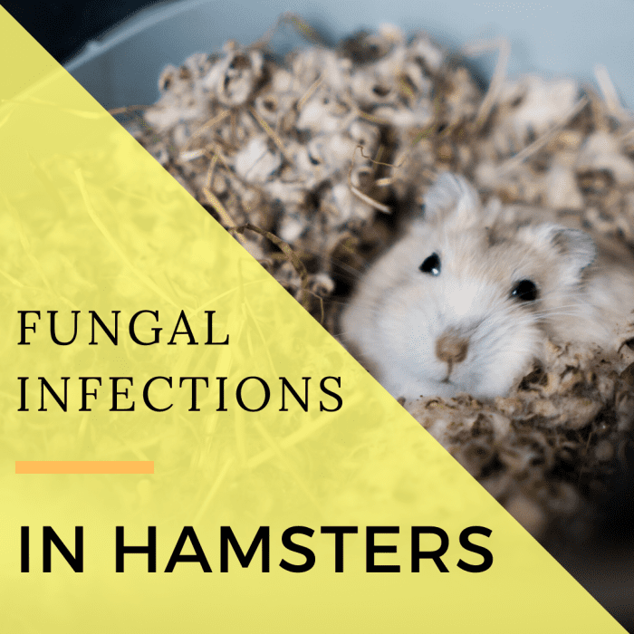 Признаки и лечение грибковых инфекций у хомяков