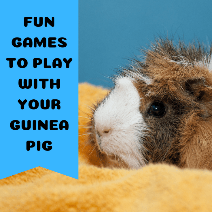 Three Fun Games to Play With Your Guinea Pigs PetHelpful