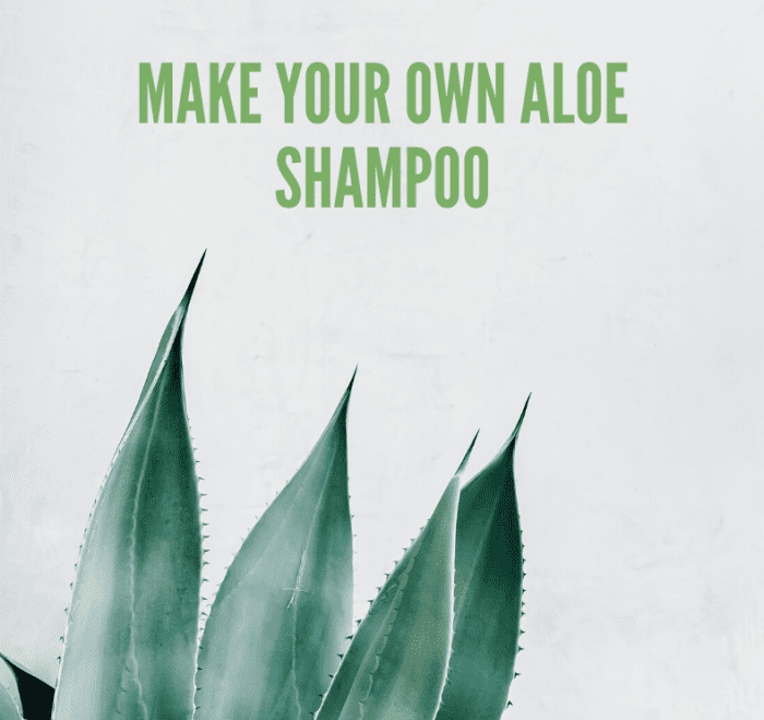 Aloe Vera Shampoo Recipe Make Your Own Aloe Shampoo Bellatory
