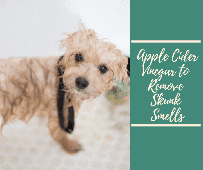 Removing Skunk Smells From Your Dog With Apple Cider Vinegar PetHelpful