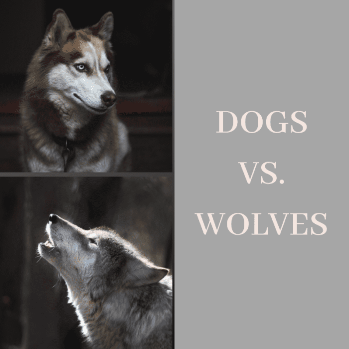 Чем похожи собаки и волки?