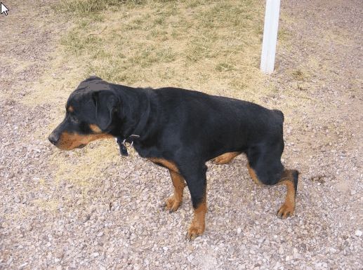 Some dogs, especially younger ones, tend to pee a little when they get excited.