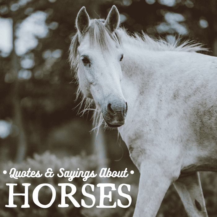Horses have been companions to humankind for millennia—these quotes are all about their importance in our lives.