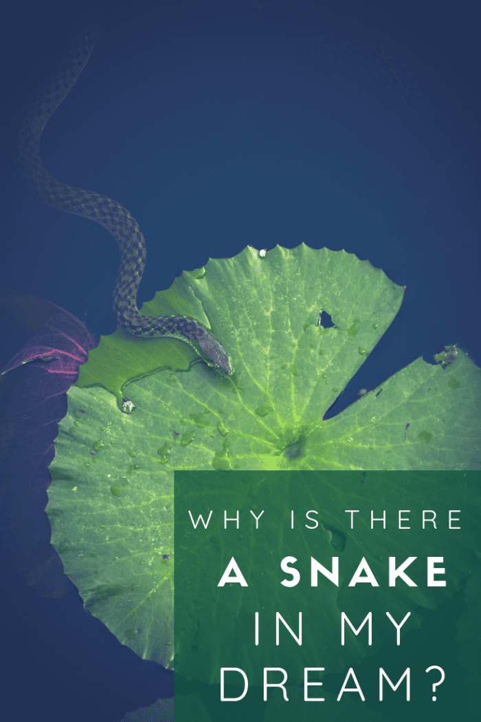 lots of snakes in dreams meaning
